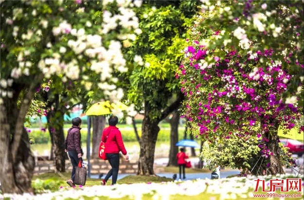龙江夜读丨三角梅的时光——九房网 龙江夜读丨三角梅的时光——九房网