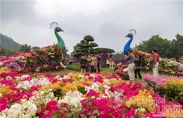 龙江夜读丨三角梅的时光——九房网 龙江夜读丨三角梅的时光——九房网