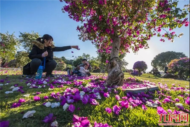 龙江夜读丨三角梅的时光——九房网 龙江夜读丨三角梅的时光——九房网
