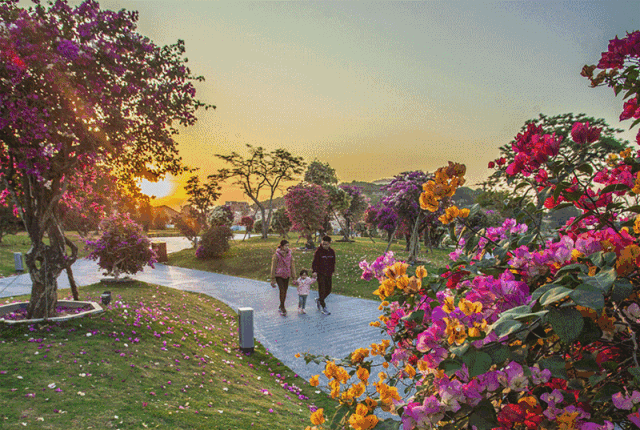 龙江夜读丨三角梅的时光——九房网 龙江夜读丨三角梅的时光——九房网