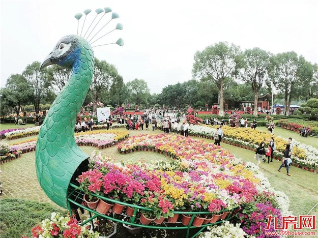 龙江夜读丨三角梅的时光——九房网 龙江夜读丨三角梅的时光——九房网