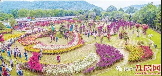 龙江夜读丨三角梅的时光——九房网 龙江夜读丨三角梅的时光——九房网