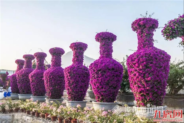 龙江夜读丨三角梅的时光——九房网 龙江夜读丨三角梅的时光——九房网