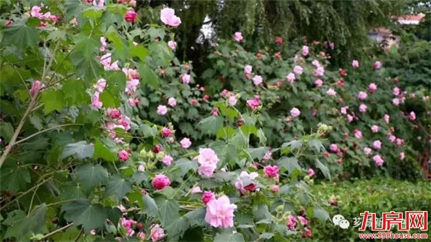 【美丽乡村】天宝镇：裸房将“整容”，立面穿“新衣”，让乡村美起来——九房网