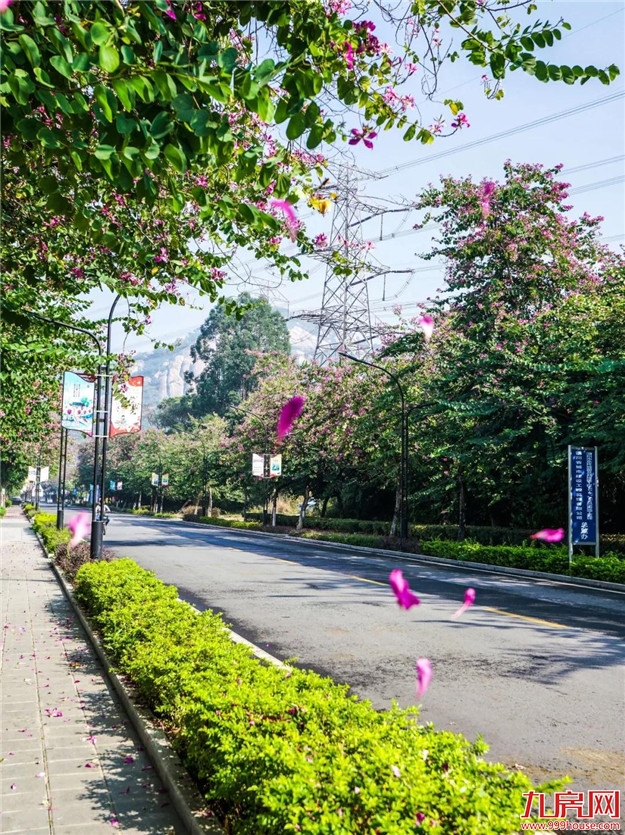 云洞岩脚下这条浪漫的紫荆花路,你还没来吗?——九房网 云洞岩脚下这条浪漫的紫荆花路,你还没来吗?——九房网
