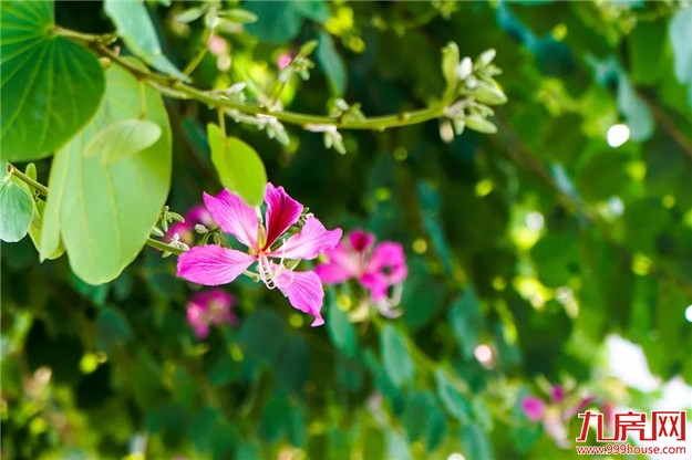 云洞岩脚下这条浪漫的紫荆花路,你还没来吗?——九房网 云洞岩脚下这条浪漫的紫荆花路,你还没来吗?——九房网