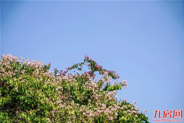 云洞岩脚下这条浪漫的紫荆花路,你还没来吗?——九房网 云洞岩脚下这条浪漫的紫荆花路,你还没来吗?——九房网