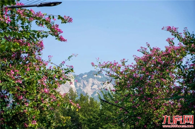 云洞岩脚下这条浪漫的紫荆花路,你还没来吗?——九房网 云洞岩脚下这条浪漫的紫荆花路,你还没来吗?——九房网