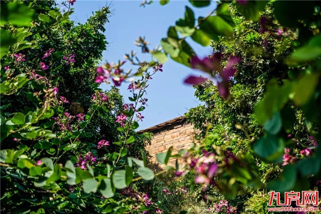 云洞岩脚下这条浪漫的紫荆花路,你还没来吗?——九房网 云洞岩脚下这条浪漫的紫荆花路,你还没来吗?——九房网