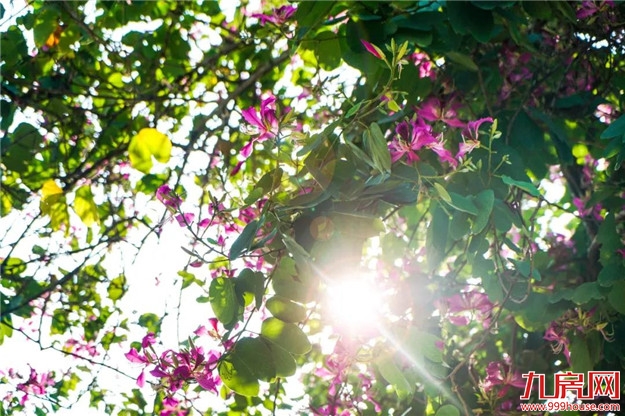 云洞岩脚下这条浪漫的紫荆花路,你还没来吗?——九房网 云洞岩脚下这条浪漫的紫荆花路,你还没来吗?——九房网