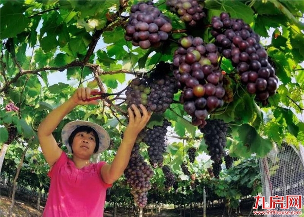 赞一个!和平乡成功入选“2018中国旅游产业影响力美丽乡村”——九房网 赞一个!和平乡成功入选“2018中国旅游产业影响力美丽乡村”——九房网