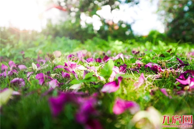 云洞岩脚下这条浪漫的紫荆花路,你还没来吗?——九房网 云洞岩脚下这条浪漫的紫荆花路,你还没来吗?——九房网