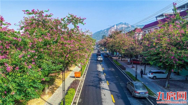 云洞岩脚下这条浪漫的紫荆花路,你还没来吗?——九房网 云洞岩脚下这条浪漫的紫荆花路,你还没来吗?——九房网