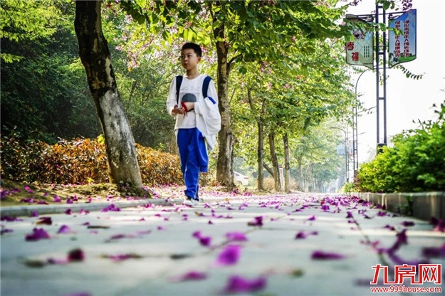 云洞岩脚下这条浪漫的紫荆花路,你还没来吗?——九房网 云洞岩脚下这条浪漫的紫荆花路,你还没来吗?——九房网