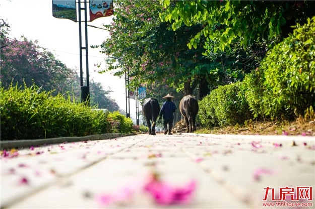 云洞岩脚下这条浪漫的紫荆花路,你还没来吗?——九房网 云洞岩脚下这条浪漫的紫荆花路,你还没来吗?——九房网