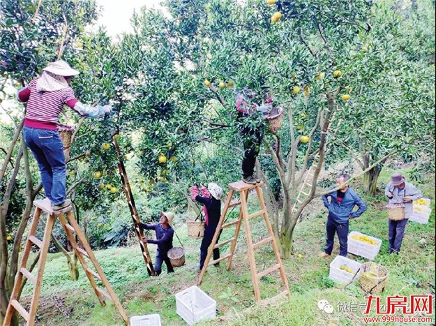 长泰岩溪圳古果场坚持绿色发展理念,种出金柑仔—— 老果农的“甜蜜事业”——九房网 长泰岩溪圳古果场坚持绿色发展理念,种出金柑仔—— 老果农的“甜蜜事业”——九房网
