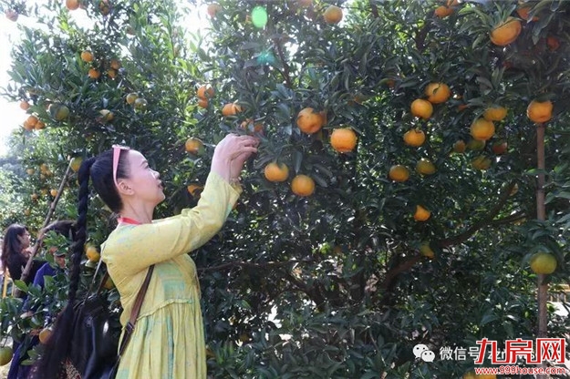 长泰岩溪圳古果场坚持绿色发展理念,种出金柑仔—— 老果农的“甜蜜事业”——九房网 长泰岩溪圳古果场坚持绿色发展理念,种出金柑仔—— 老果农的“甜蜜事业”——九房网