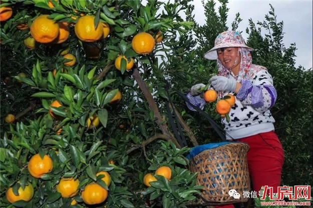 长泰岩溪圳古果场坚持绿色发展理念,种出金柑仔—— 老果农的“甜蜜事业”——九房网 长泰岩溪圳古果场坚持绿色发展理念,种出金柑仔—— 老果农的“甜蜜事业”——九房网