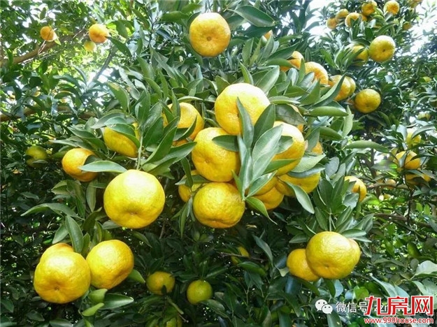 长泰岩溪圳古果场坚持绿色发展理念,种出金柑仔—— 老果农的“甜蜜事业”——九房网 长泰岩溪圳古果场坚持绿色发展理念,种出金柑仔—— 老果农的“甜蜜事业”——九房网