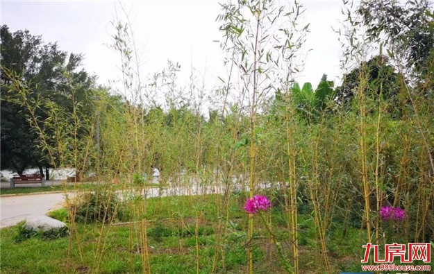 @漳州市民 江滨公园往西 竹园美景邀你来欣赏——九房网 @漳州市民 江滨公园往西 竹园美景邀你来欣赏——九房网