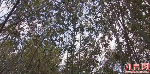 @漳州市民 江滨公园往西 竹园美景邀你来欣赏——九房网 @漳州市民 江滨公园往西 竹园美景邀你来欣赏——九房网