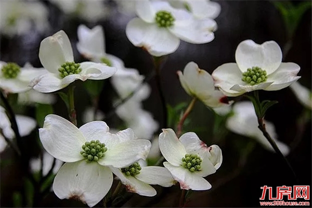 惊艳岂止碧湖!建发落子江湖臻境,四星闪耀人居顶峰——九房网 惊艳岂止碧湖!建发落子江湖臻境,四星闪耀人居顶峰——九房网