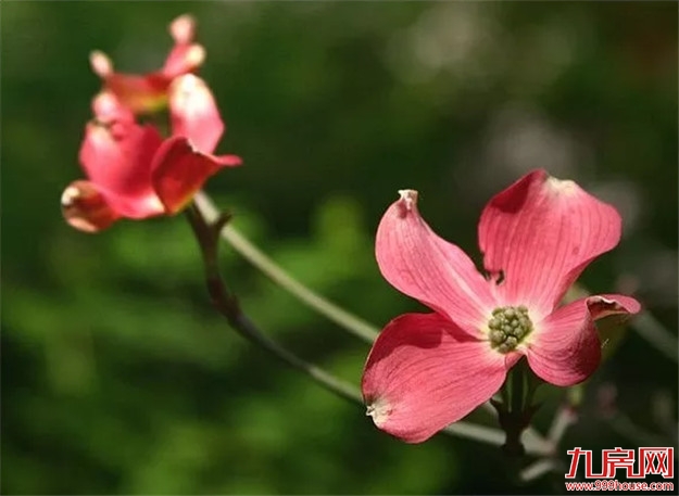 惊艳岂止碧湖!建发落子江湖臻境,四星闪耀人居顶峰——九房网 惊艳岂止碧湖!建发落子江湖臻境,四星闪耀人居顶峰——九房网