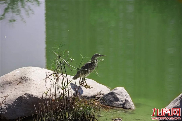 冬日暖阳，这里又热闹了，小伙伴快来晒太阳啦！——九房网