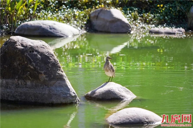 冬日暖阳，这里又热闹了，小伙伴快来晒太阳啦！——九房网