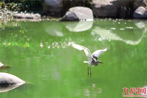 冬日暖阳，这里又热闹了，小伙伴快来晒太阳啦！——九房网