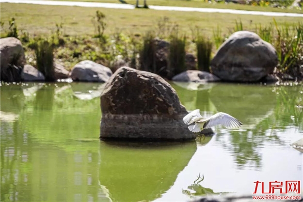 冬日暖阳，这里又热闹了，小伙伴快来晒太阳啦！——九房网