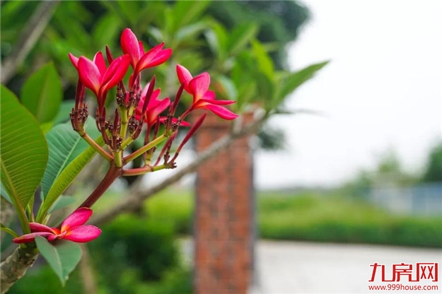 村民休闲新去处，龙文将新增一座公园，地址在......——九房网