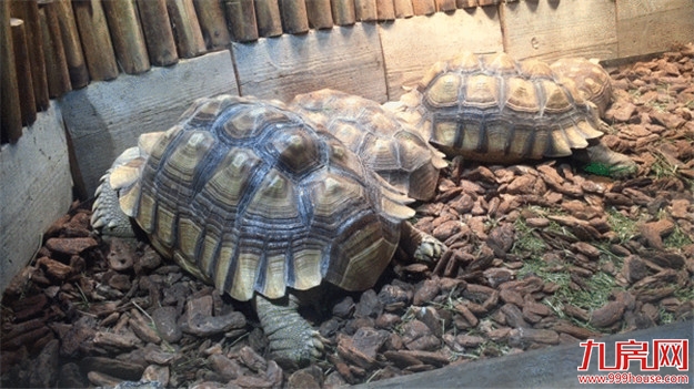 厦门房产,厦门房地产,厦门新房,九房网,厦门房产 厦门房产,厦门房地产,厦门新房,九房网,厦门房产