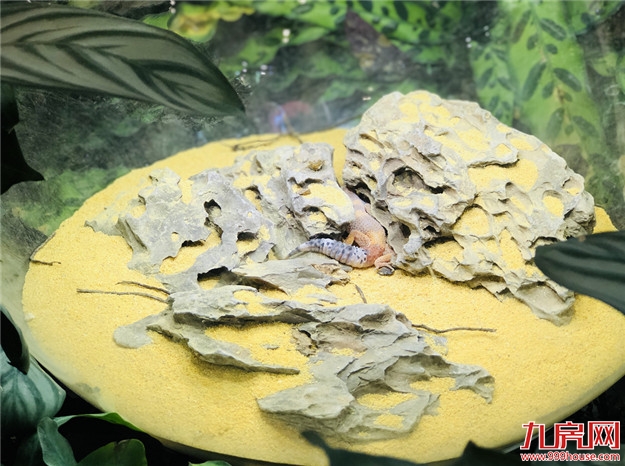 厦门房产,厦门房地产,厦门新房,九房网,厦门房产 厦门房产,厦门房地产,厦门新房,九房网,厦门房产